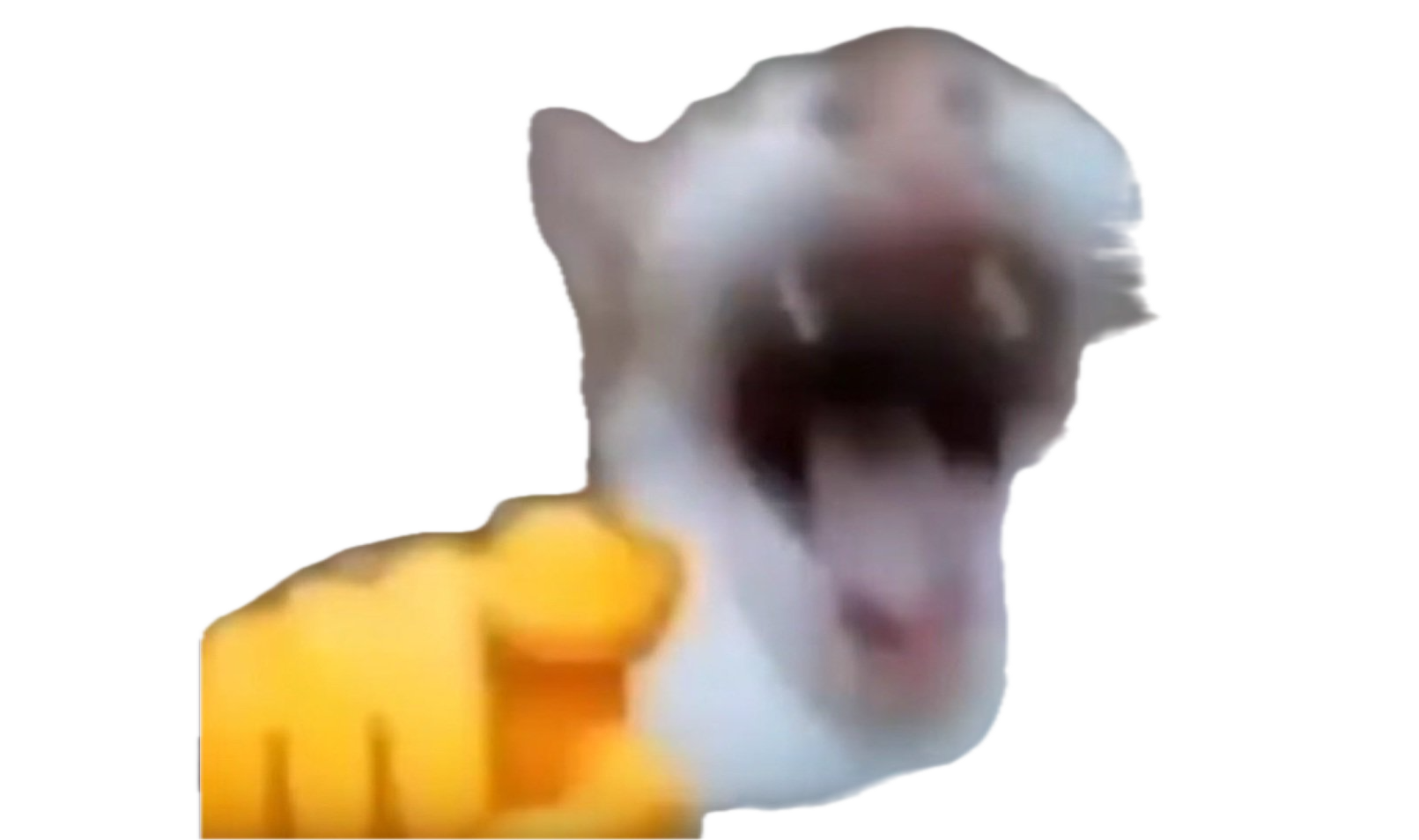 A laughing cat